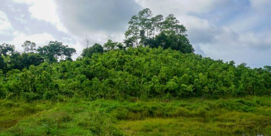 13 Acre Cinnamon Plantation with Business Potential in Ahangama